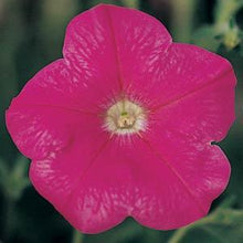Load image into Gallery viewer, Petunias
