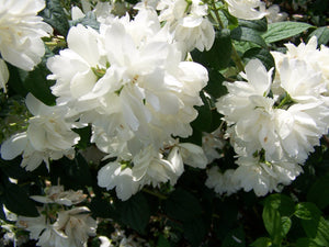 Philadelphus 'Snowbelle' (Mock Orange) 3 gallon