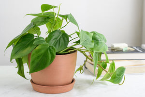 Philodendron 4"