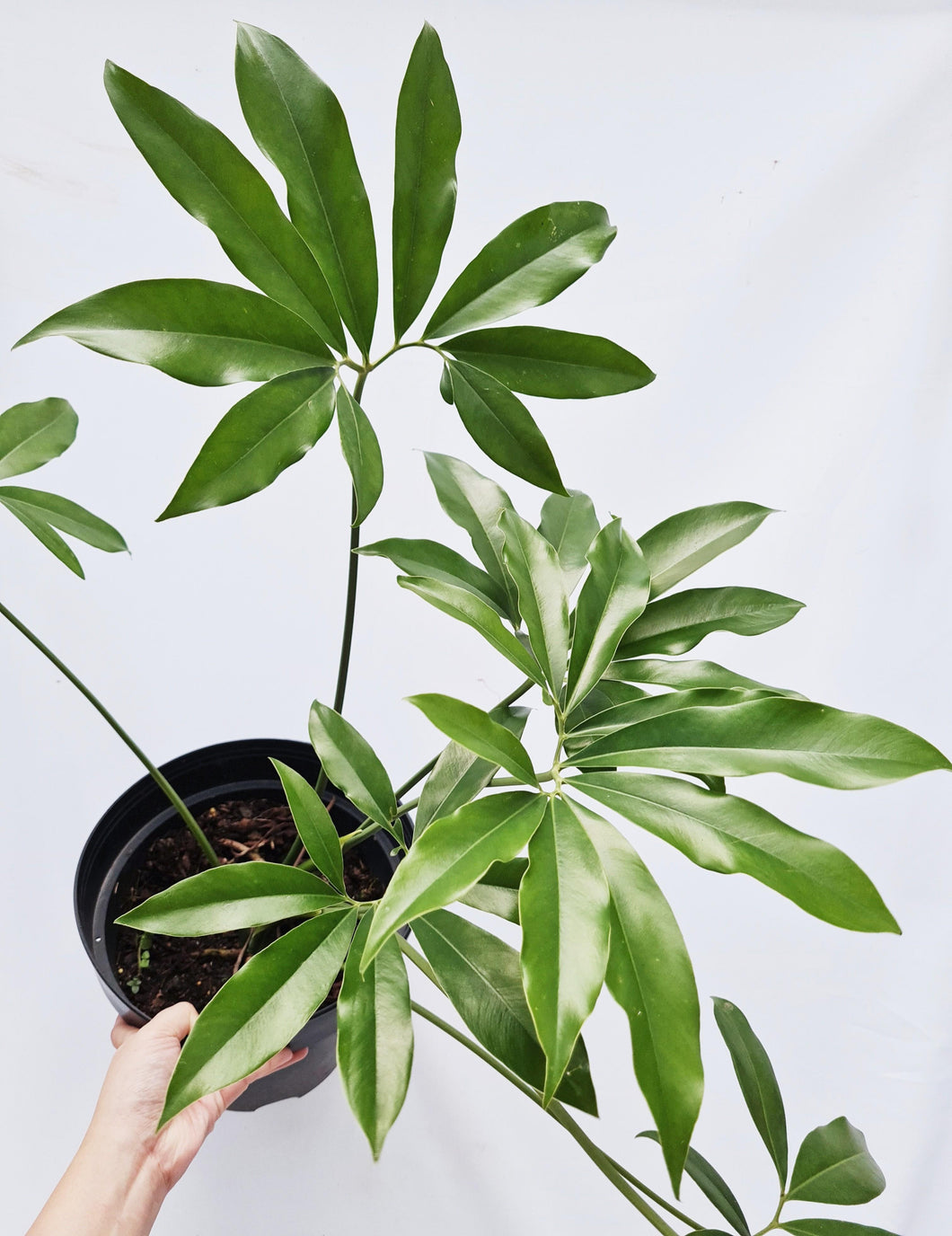 Philodendron Goeldii 19 cm