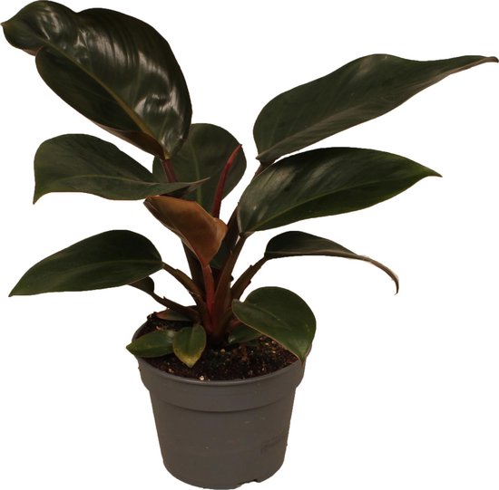 Philodendron Red Diamond 5