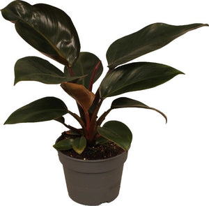 Philodendron Red Diamond 5"
