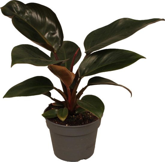 red diamond philodendron care Philodendron Red Diamond 5"