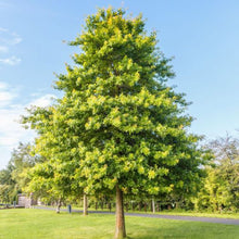 Load image into Gallery viewer, Quercus palustris 7 gallon (Pin Oak)
