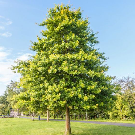 Quercus palustris 7 gallon (Pin Oak)
