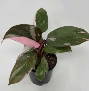 Philodendron Pink Princess 4"
