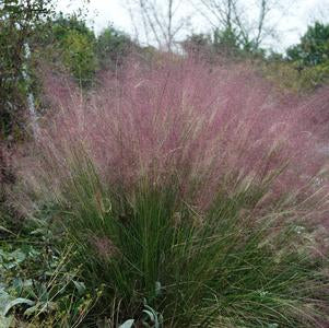 Muhlenbergia capillaris (Pink Hairgrass)