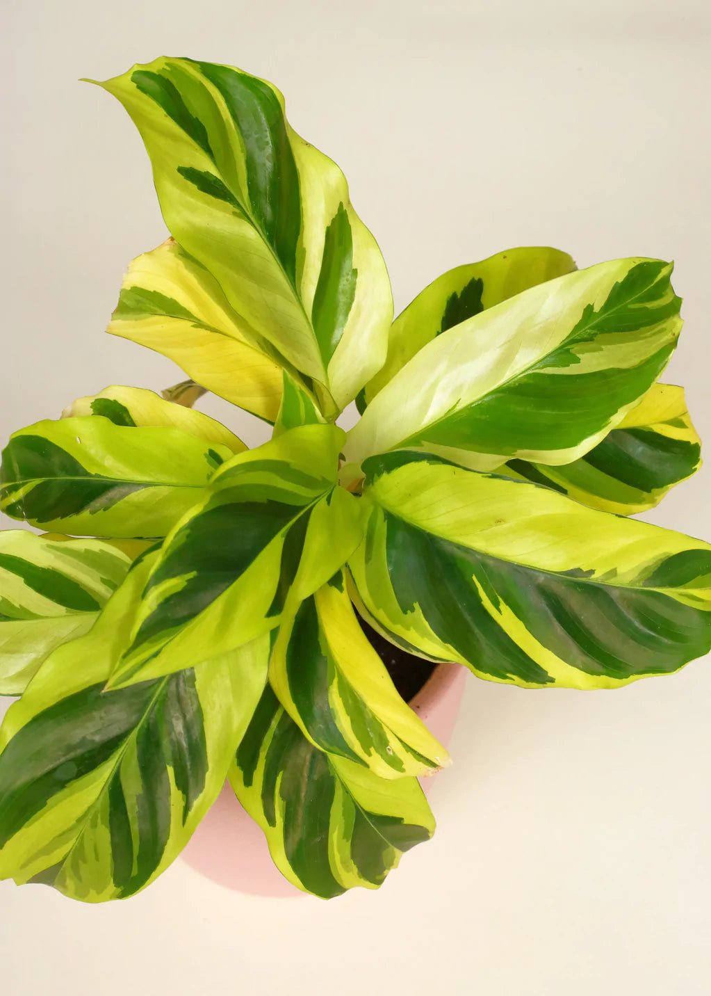 calathea yellow leaves Calathea Yellow Fushion 4