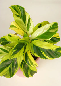 Calathea Yellow Fushion 4"