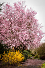 Load image into Gallery viewer, Prunus cerasifera &#39;Thundercloud&#39; (Cherry Plum) 10gallon
