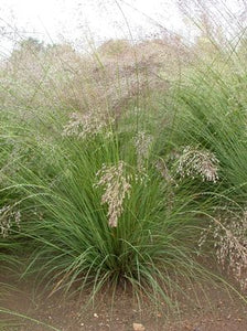 Sporobolus heterolepsis (Prairie Dropseed) 1 gal