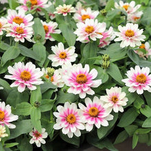 Load image into Gallery viewer, Zinnias, Profusion
