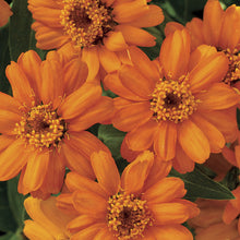 Load image into Gallery viewer, Zinnias, Profusion
