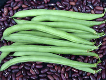 Load image into Gallery viewer, Beans, Green 6 pack
