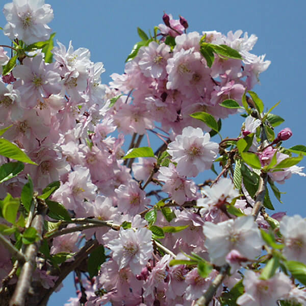 Prunus (Weeping Cherry) 'Pendula' 15 gallon