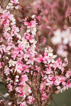 Load image into Gallery viewer, Prunus &#39;Bonfire&#39; dwarf 7gallon (Flowering Peach)

