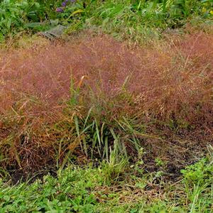 Eragrostis spectabilis (Purple Lovegrass) 1 gal