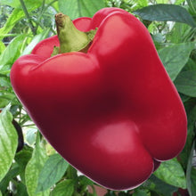 Load image into Gallery viewer, Peppers - Sweet/Bell
