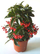 Load image into Gallery viewer, Red Ardisia 4&quot;
