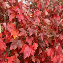 Load image into Gallery viewer, Acer rubrum &#39;Sun Valley&#39; 7 gallon (Red Maple)
