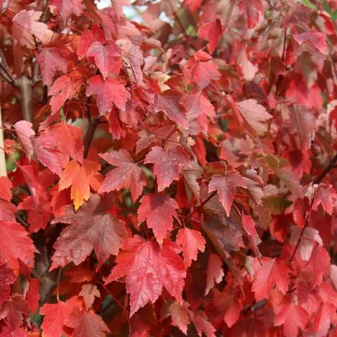 Acer rubrum 'Sun Valley' 7 gallon (Red Maple)