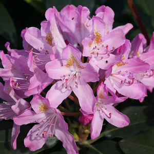 Rhododendron 'Maximum Roseum' 3 gallon