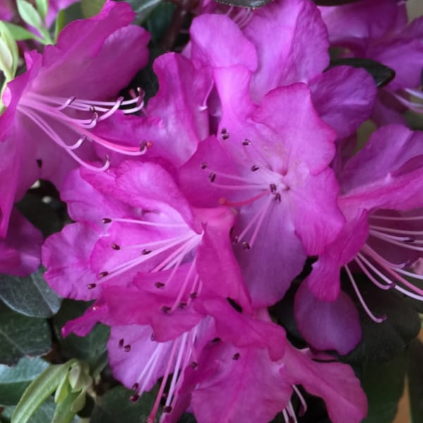 Rhododendron ‘PJM Elite Star’ 3 gallon