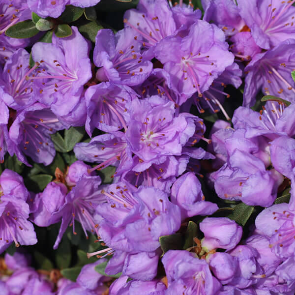 Rhododendron 'Purple Gem' 2.5 gallon