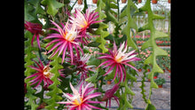 Load image into Gallery viewer, Ric Rac Cactus hanging basket
