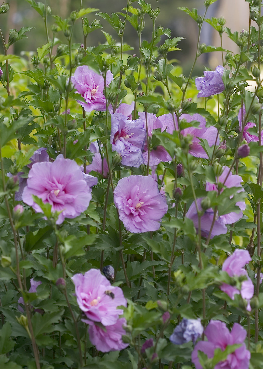 Hibiscus syriacus (Rose of Sharon) 'Lavender Chiffon' 3 gallon