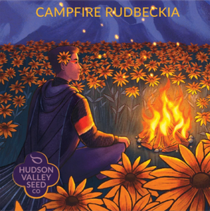 Rudbeckia, Campfire