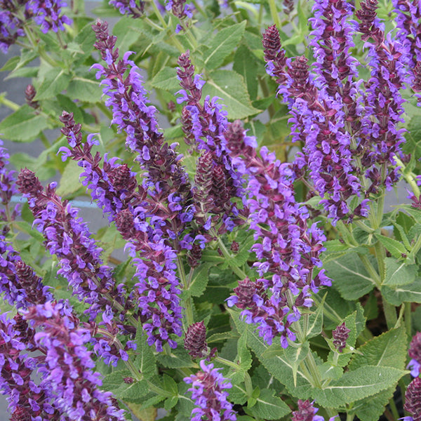 Salvia (Meadow Sage) nemorosa Color Spires® 'Violet Riot' 1.5 gal ...