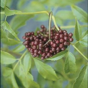 Sambucus (Elderberry) canadensis 'Adams' 3 gal