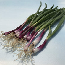 Load image into Gallery viewer, Scallion 4 pack
