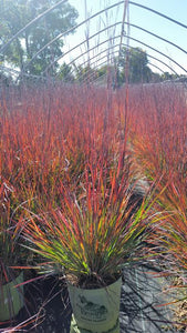 Schizachyrium scoparium (Little Bluestem) 'Standing Ovation'