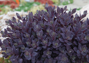 Sedum rupestre SUNSPARKLER® 'Plum Dazzled' 1.5 gallon