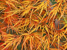 Load image into Gallery viewer, Acer palmatum dissectum ‘Viridis’ (Cutleaf Japanese Maple) 5 gallon
