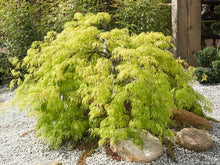 Load image into Gallery viewer, Acer palmatum dissectum ‘Viridis’ (Cutleaf Japanese Maple) 7 gallon
