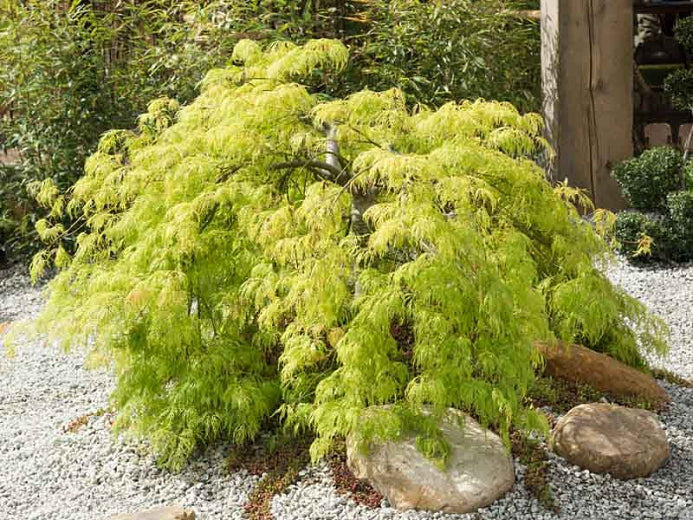 Acer palmatum dissectum ‘Viridis’ (Cutleaf Japanese Maple) 7 gallon