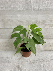 Philodendron, Split Leaf Minima 5"