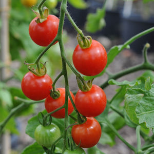 Tomato - Cherry