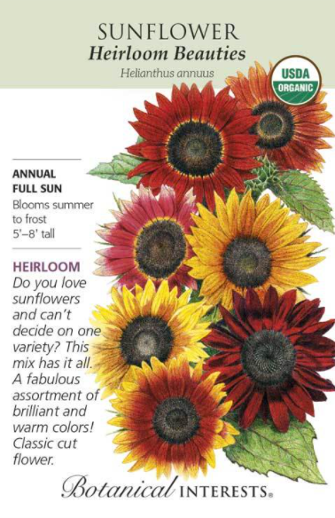 Sunflower, Heirloom Beauties