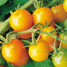 Load image into Gallery viewer, Tomato - Cherry
