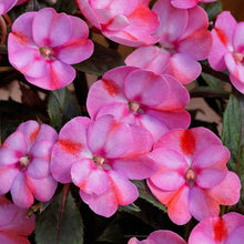 Load image into Gallery viewer, Sunpatiens 5&quot;
