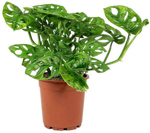 Philodendron Swiss Cheese 4"