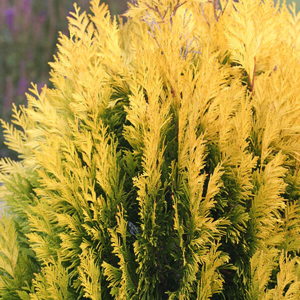 thuja emerald Thuja occidentalis 'Emerald Green' Arborvitae main image 1