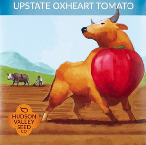 Tomato, Upstate Oxheart