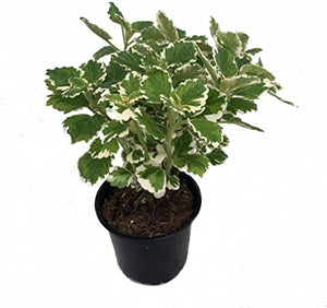 Swedish Ivy, variegated 4"
