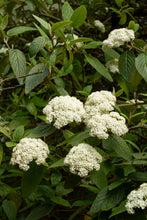 Load image into Gallery viewer, Viburnum x &#39;Alleghany&#39; 3 gal
