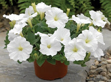 Load image into Gallery viewer, Petunias
